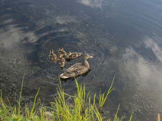 Wild ducks on a natural lake in the Canadian forest in Quebec