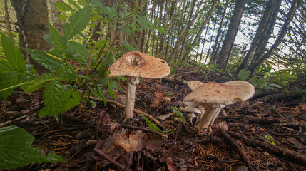 Fototapeta premium Summer mushroom in wild forest in Quebec, Canada