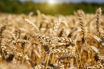 Wheat field under blue sky. Rich harvest theme. Rural landscape with ripe golden wheat. The global problem of grain in the world.