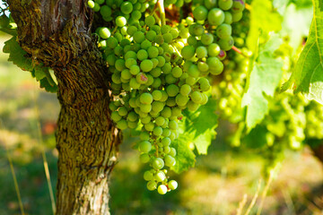 Grapes on vine in vineyard in Saumur, Loire valley, France 