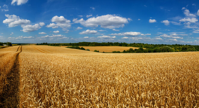 Wheat field under blue sky. Rich harvest theme. Rural landscape with ripe golden wheat. The global problem of grain in the world.