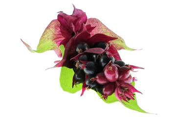 pheasant berries isolated on white background