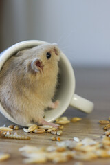 a small hamster is sitting in a mug