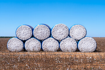 Beautiful view of farm field full of harvest cotton bales in sunny summer day. Mato Grosso, Brazil....