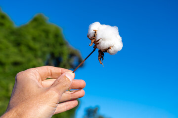 Closeup of farmer hand holding twig of cotton bud in farm plantation with blurred blue sky...