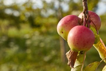 Red apples are ripening on the trees in the garden. Gardening. Garden care. Cultivation of apples.