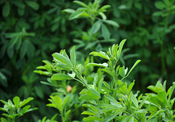 In the spring field young alfalfa grows