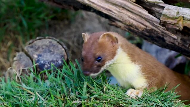 Close up of a Stoat