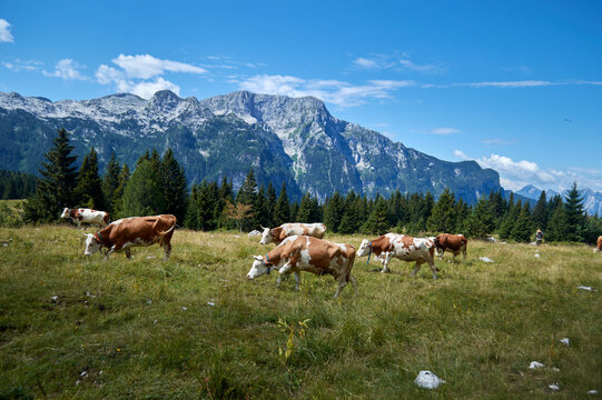 Mucche al poscolo in malga Montasio