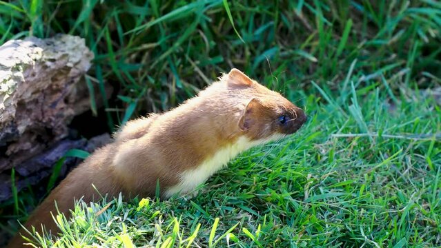 Close up of a Stoat