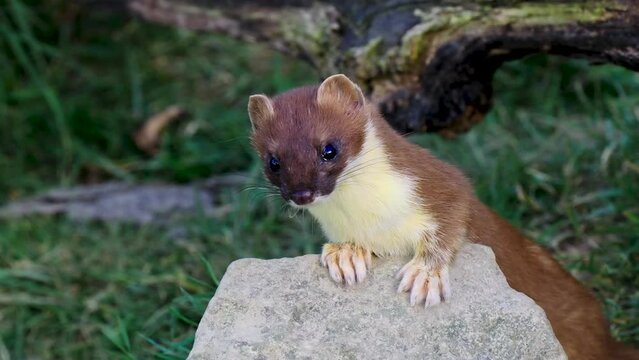 Close up of a Stoat