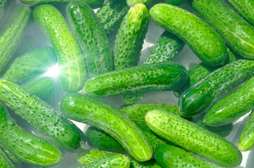 Ripe green cucumbers in water. Seasonal preparations.