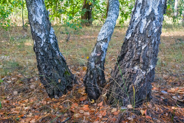 closeup birch tree grove with red dry leaves