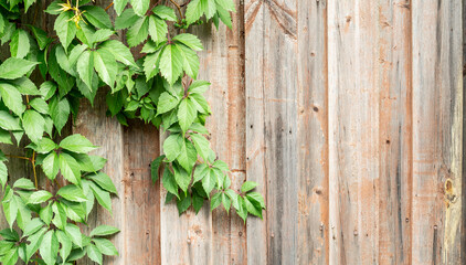 Old wooden fence painted and grape leaves.