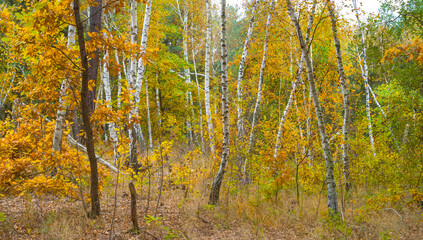 red dry oak tree grove at quiet autumn day