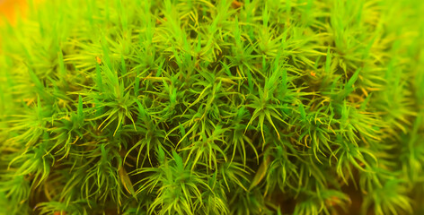 closeup green moss growth in forest