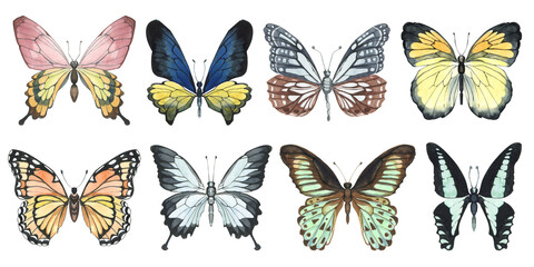 set of watercolor illustrations of butterflies, dragonflies and flying insects.  Realistic illustrations of multi-colored butterflies of different breeds, Tropical butterflies for stickers, diary,  © Yevheniia Poli