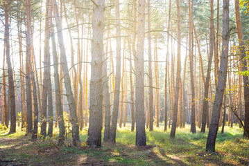 Obraz premium pine tree forest in light of sparkle sun