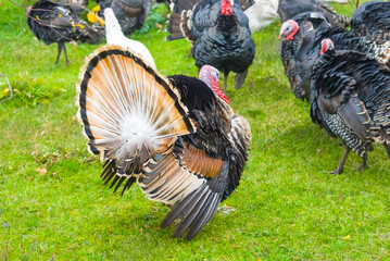 closeup turkey herd graze on green field