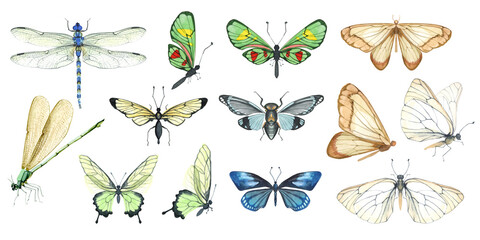 set of watercolor illustrations of butterflies, dragonflies and flying insects.  Realistic illustrations of multi-colored butterflies of different breeds, Tropical butterflies for stickers, diary,  © Yevheniia Poli