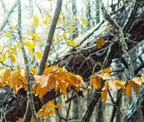 closeup tree branch with red dry leaves, colorized natural background