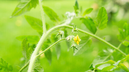 Blossoming young tomato plant tomato
