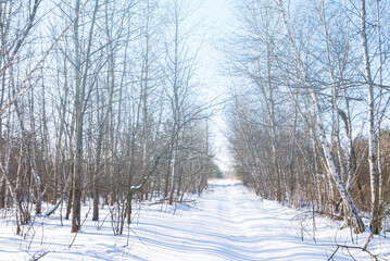 rural road through the winter snowbound birch grove