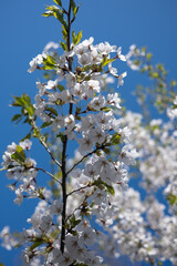 Cherry Blossom flowers