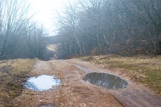 ground road with puddle in a forest under dense cloudy sky