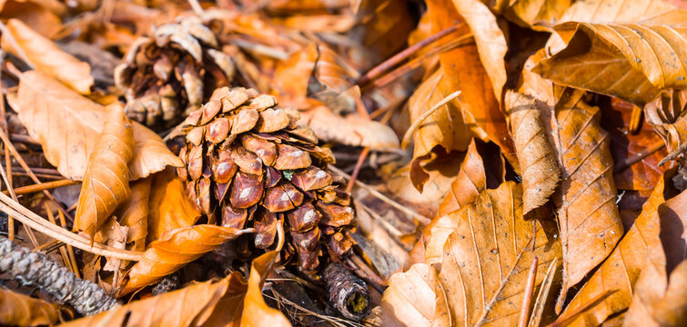closeup fir cone lie among red dry leaves, natural outdoor seasonal background