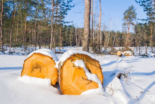 heap of pine tree trunk in winter snowbound forest, natural seasonal deforestation background