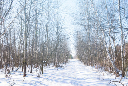 rural road through the winter snowbound birch grove