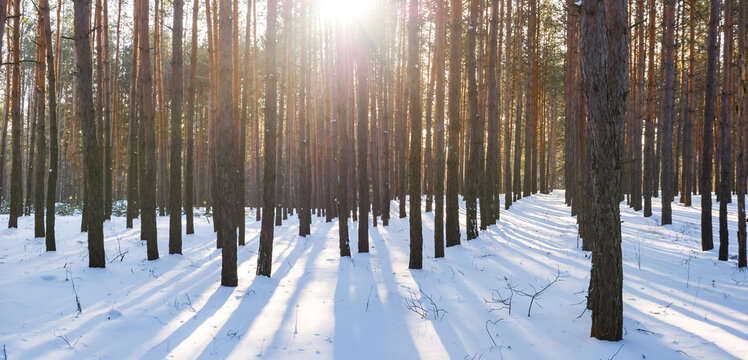 winter snowbound forest glade in light of sparkle sun