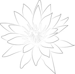 A simple black and white vector line pattern of a flower on a white background. Water lily flower.