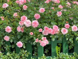 Beautiful Rose pink flowers in English garden. 