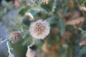 Dried flower of creeping thistle or Canada thistle, field thistle (Cirsium arvense) close-up on a blurred background, Greece