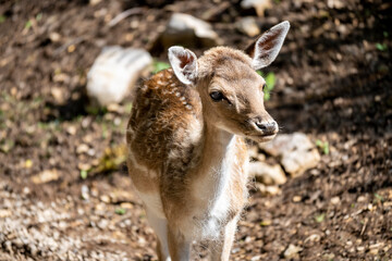 Close up of small, beautiful european fallow deer fawn standing alone in the forest