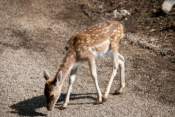 Naklejka na ściany i meble Close up of small, beautiful european fallow deer fawn standing alone in the forest