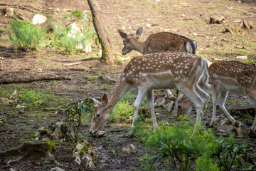 Herd of european fallow deers grazing on the forest edge, with their prominent white dots in the...