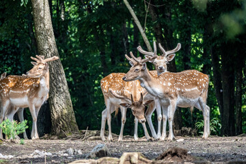 Young european fallow deer bucks standing in group on the forest edge, showing their prominent white dots in the brown fur