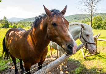 Beautiful horses standing behind the wooden fence in Rakovica, Croatia, waiting to be fed