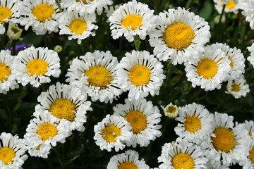 Beautiful English daisies with frilly petals and dark yellow stamens