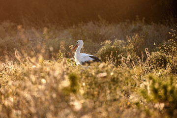 White stork Ciconia Ciconia in the harvest field with bokeh background