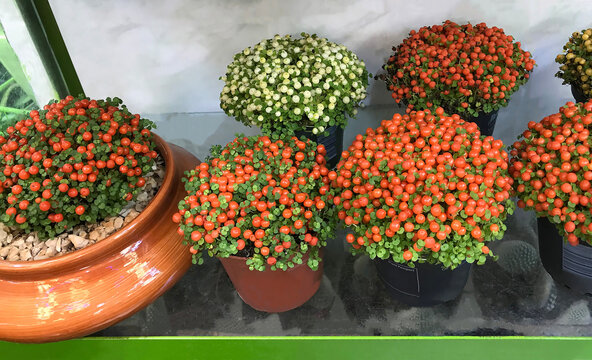 Nertera granadensis bushes in pots at floral market. bright orange berries, focus in the foreground