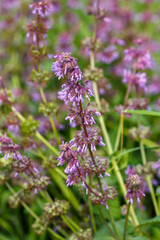 Whorled sage ( lat . Salvia verticillata ) is a shrub , a species of the genus Sage ( Salvia ) of the Lamiaceae family
