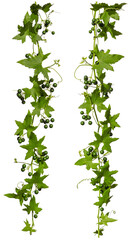 Ivy with green berries isolated on white background, set of two creeper for your frame decoration.