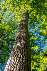 Fototapeta premium big maple tree in the wood in summer