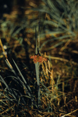 Polygonia c-album sitting on the grass