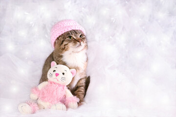 Cute Kitten in a pink hat sits near a toy pink Kitten. Little Cat on a white background. Merry Christmas. Happy New Year greeting card. Cute adorable Cat. Concept for love. Home pet. 