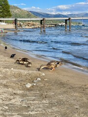 Mama duck and her ducklings on the shore of the lake, at Lake Tahoe, California .